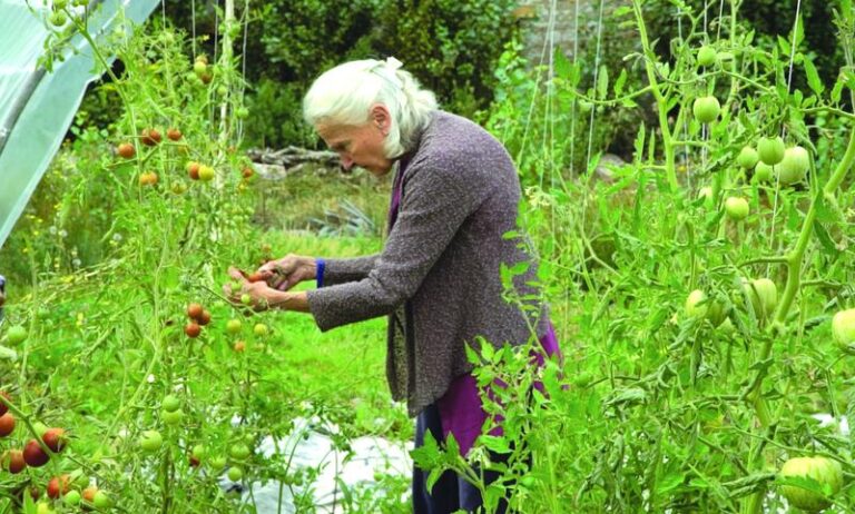 FDLP Jacquline tomates